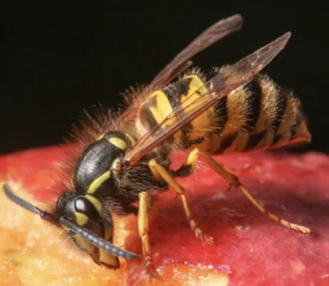 Just What Do Wasps Do?