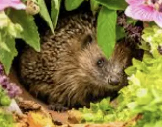 Encourage wildlife to your garden